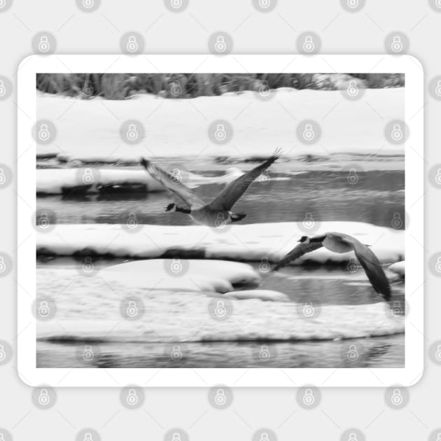 Geese coming in for a landing in black and white Sticker by CanadianWild418